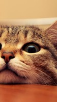 descargar wallpaper de animales